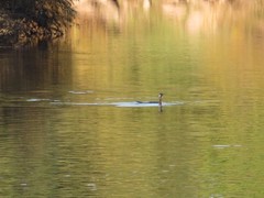 Phalacrocorax carbo