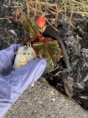 Begonia × tuberhybrida