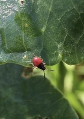 Heteroptera