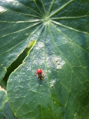 Heteroptera