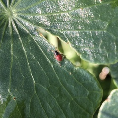 Heteroptera