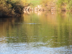 Phalacrocorax carbo