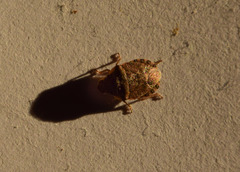Sciocorini