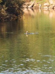 Phalacrocorax carbo