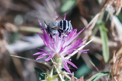Amegilla quadrifasciata