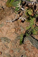 Trachyandra tortilis