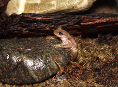 Exerodonta smaragdina