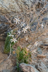 Trachyandra tortilis