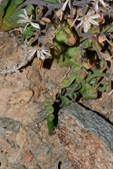 Trachyandra tortilis