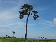 Bertholletia excelsa
