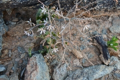 Trachyandra tortilis