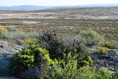 Trachyandra tortilis