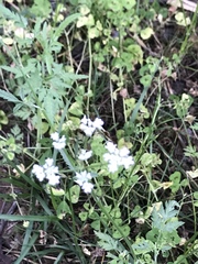 Torilis arvensis