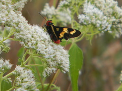 Sarbia