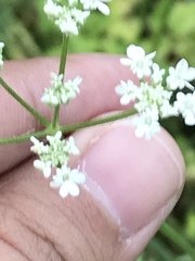 Torilis arvensis