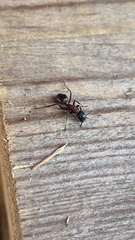 Camponotus ligniperda