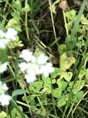 Torilis arvensis