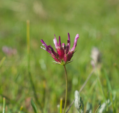 Trifolium oliganthum