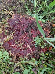 Ganoderma sichuanense