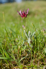Trifolium oliganthum