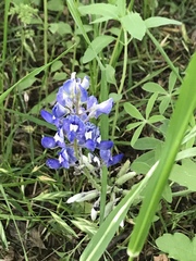 Lupinus texensis
