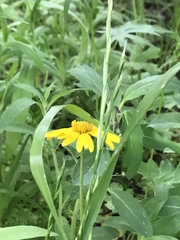 Asteraceae