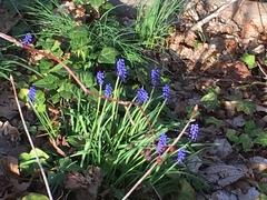 Muscari neglectum