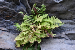 Athyrium yokoscense