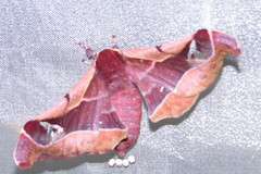 Holocerina smilax