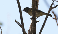 Vireo plumbeus