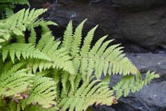 Athyrium yokoscense