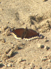 Nymphalis antiopa