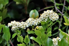 Microglossa mespilifolia