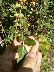 Ilex vomitoria image