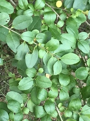Ligustrum sinense