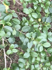 Ligustrum sinense