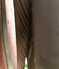 Anolis carolinensis