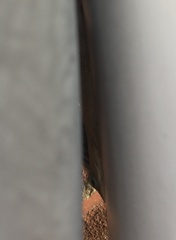 Anolis carolinensis
