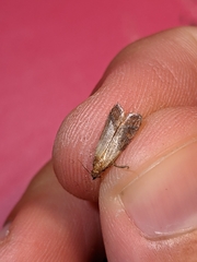 Plodia interpunctella