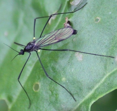 Gnophomyia