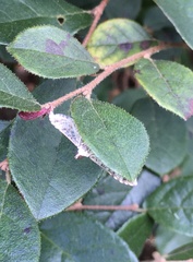 Parapoynx allionealis
