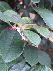 Parapoynx allionealis