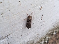 Triodia adriaticus