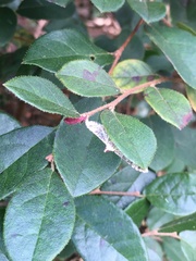 Parapoynx allionealis
