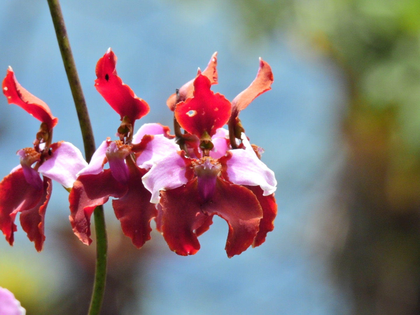 Cyrtochilum pastasae Dalström 4