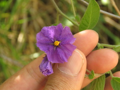Solanum caripense