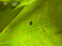 Scymnobius galapagoensis