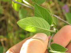 Solanum caripense