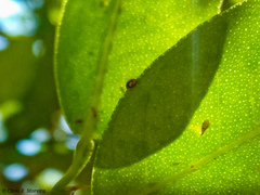 Scymnobius galapagoensis