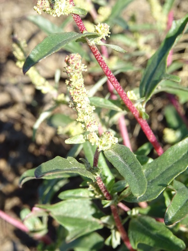 Tatrian Saltbush
